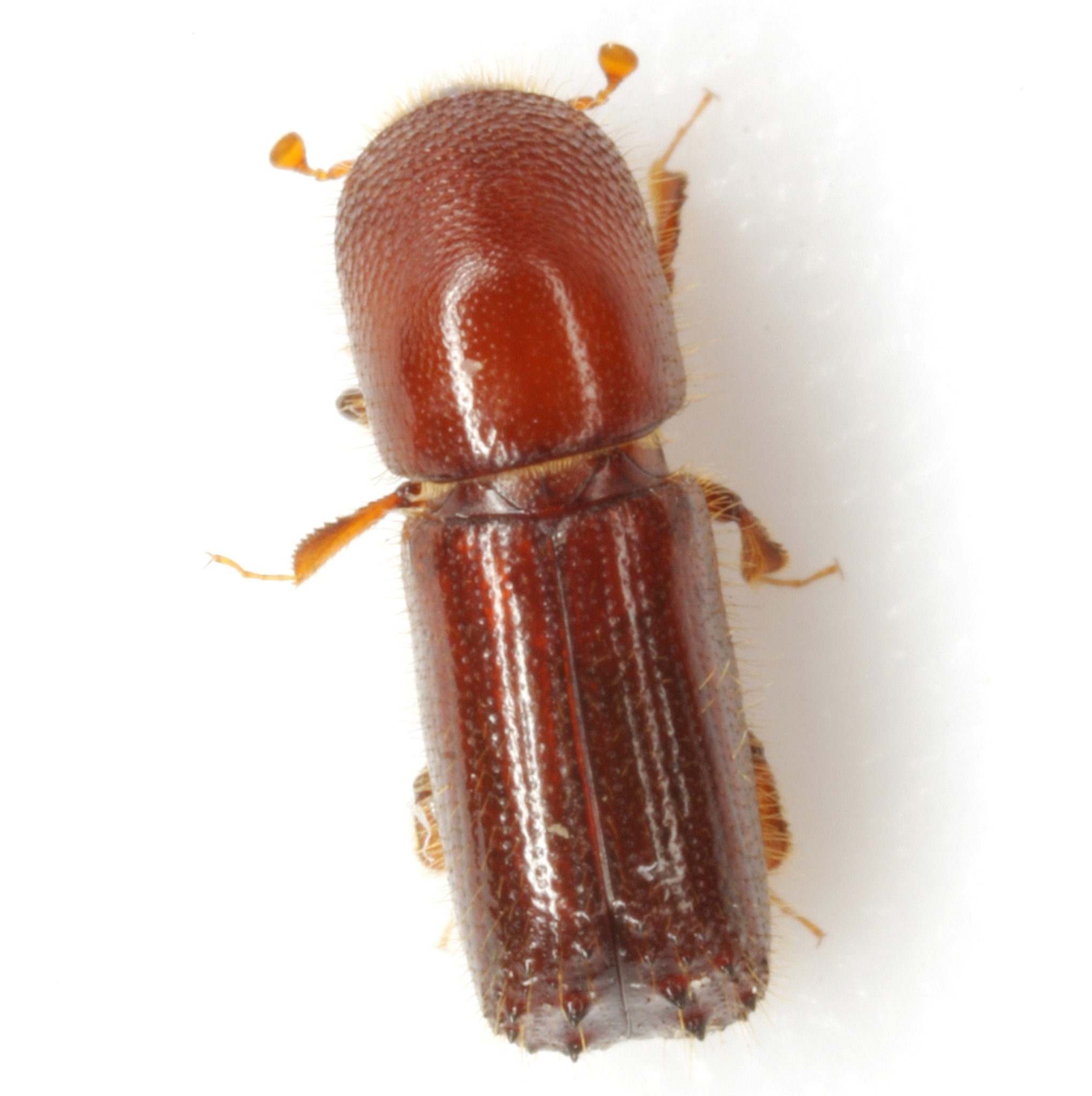 Xyleborus celsus