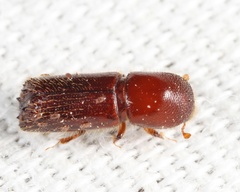 Xyleborus celsus