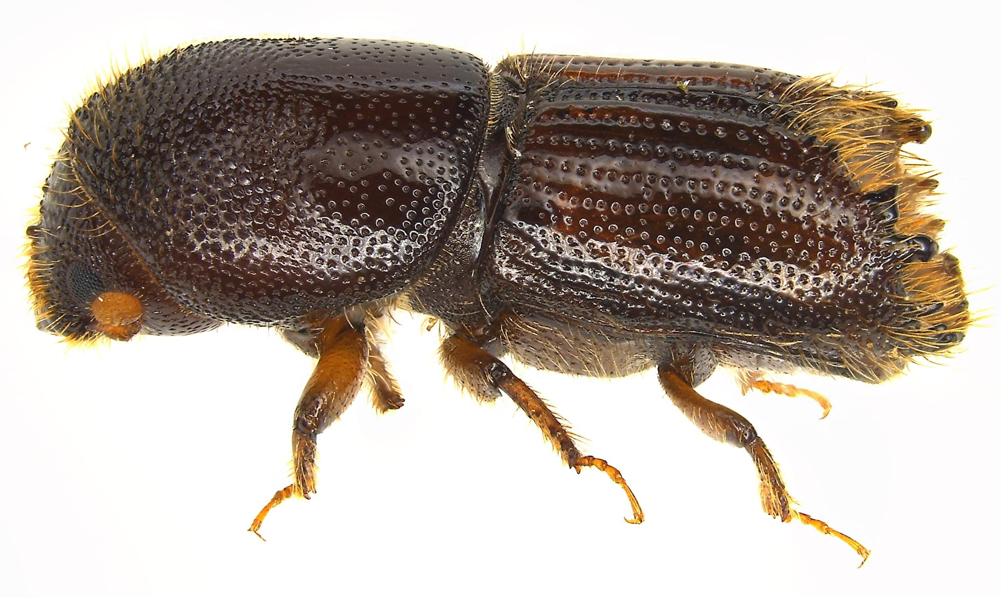 Ips grandicollis