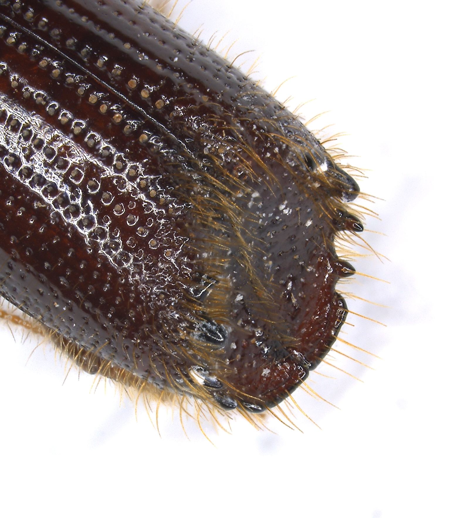 Ips grandicollis