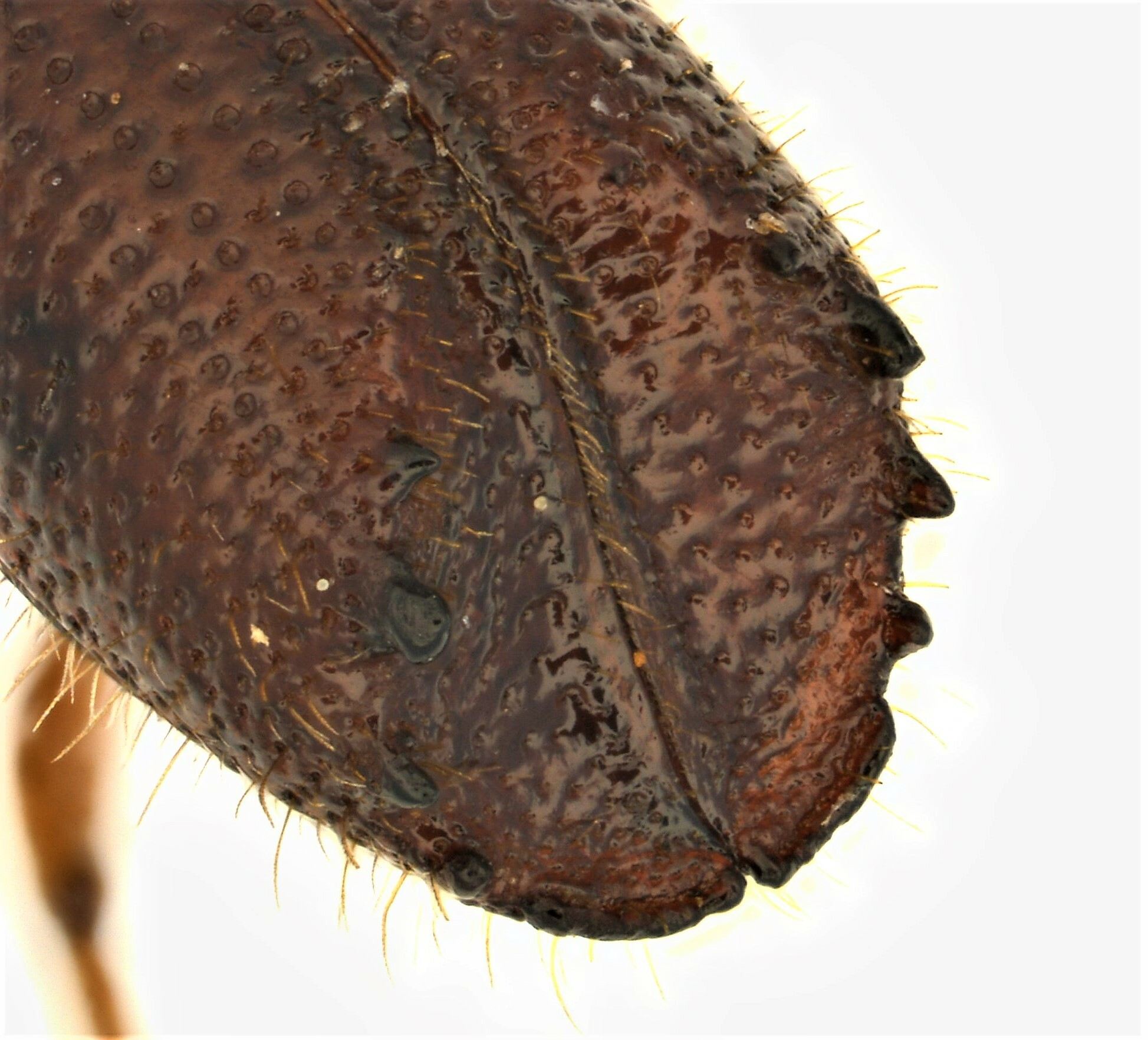 Ips grandicollis