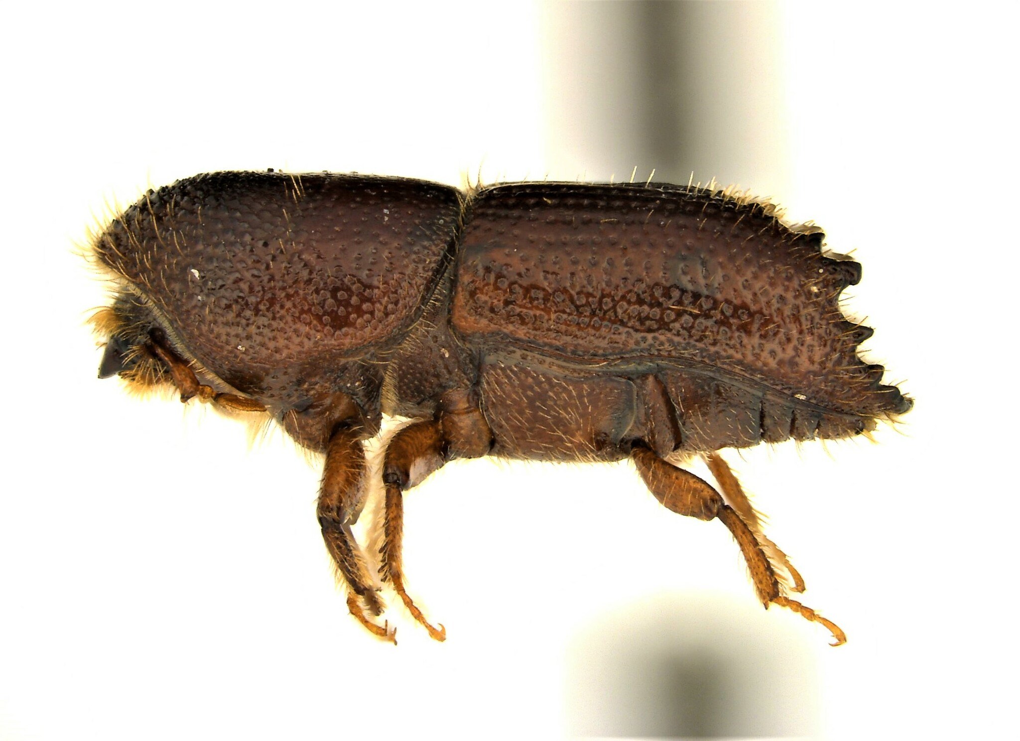 Ips grandicollis
