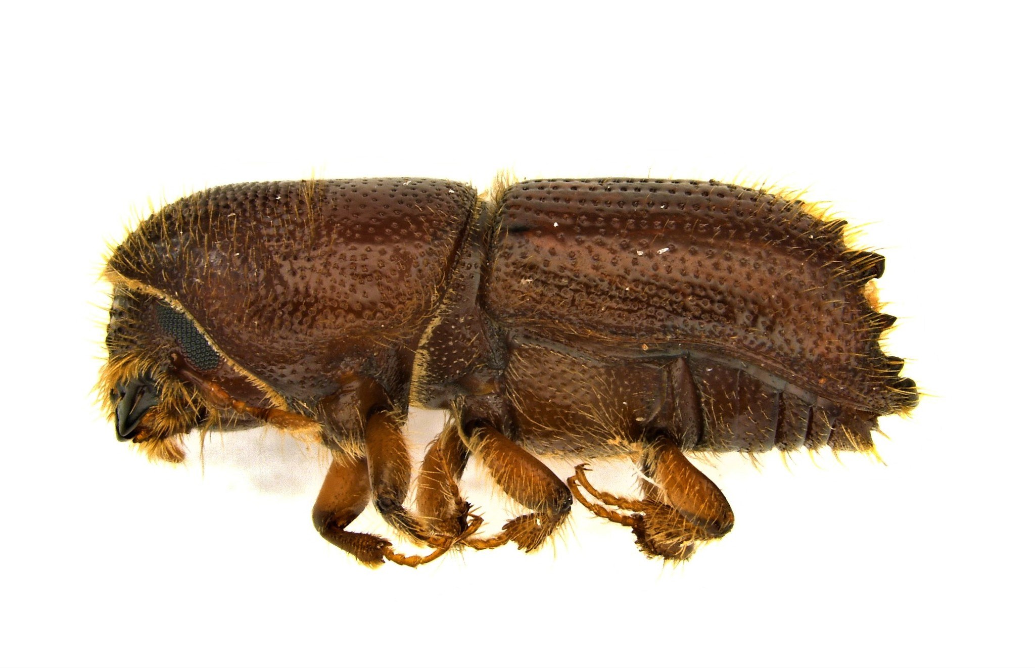 Ips grandicollis