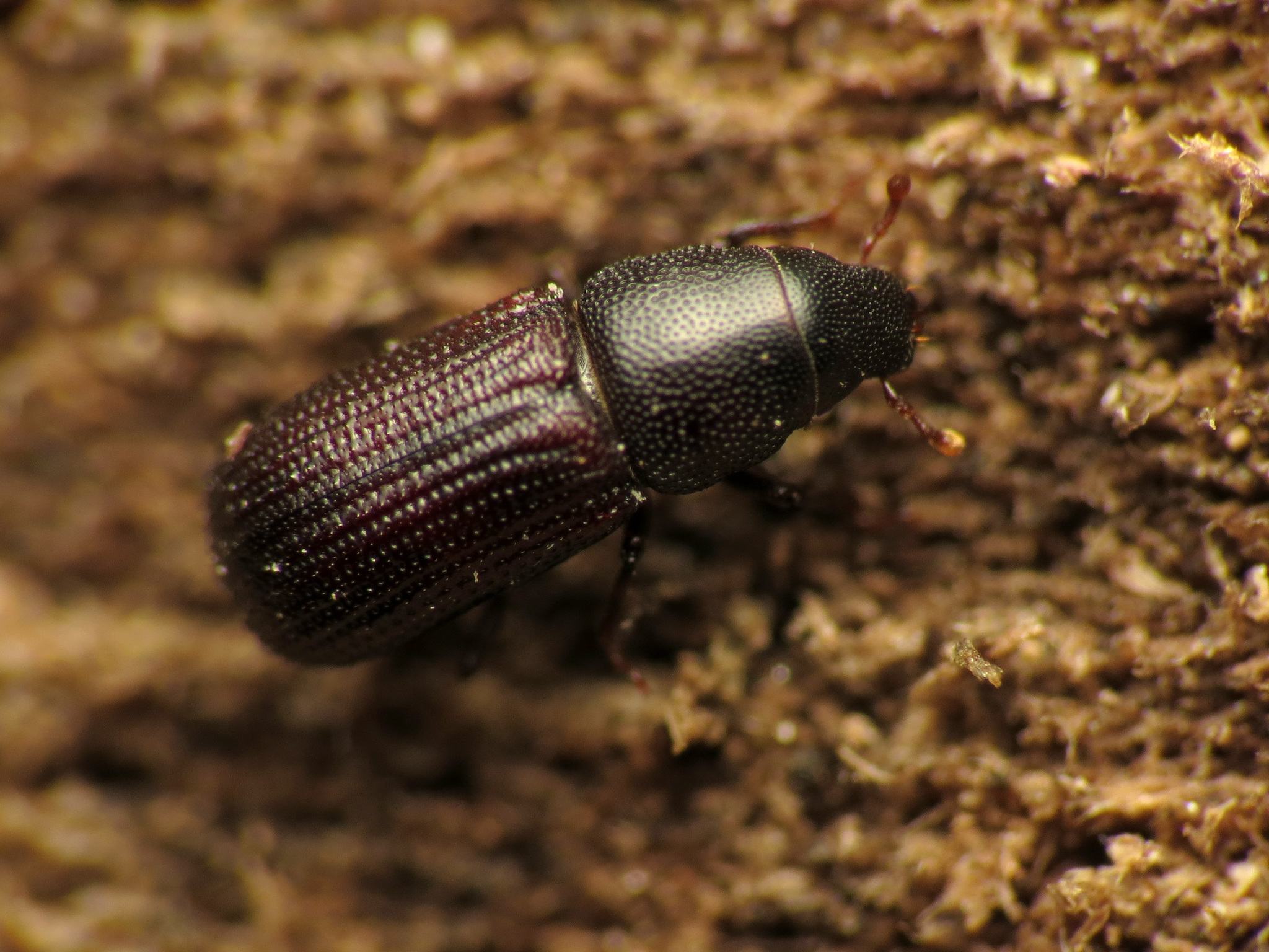 Stenoscelis