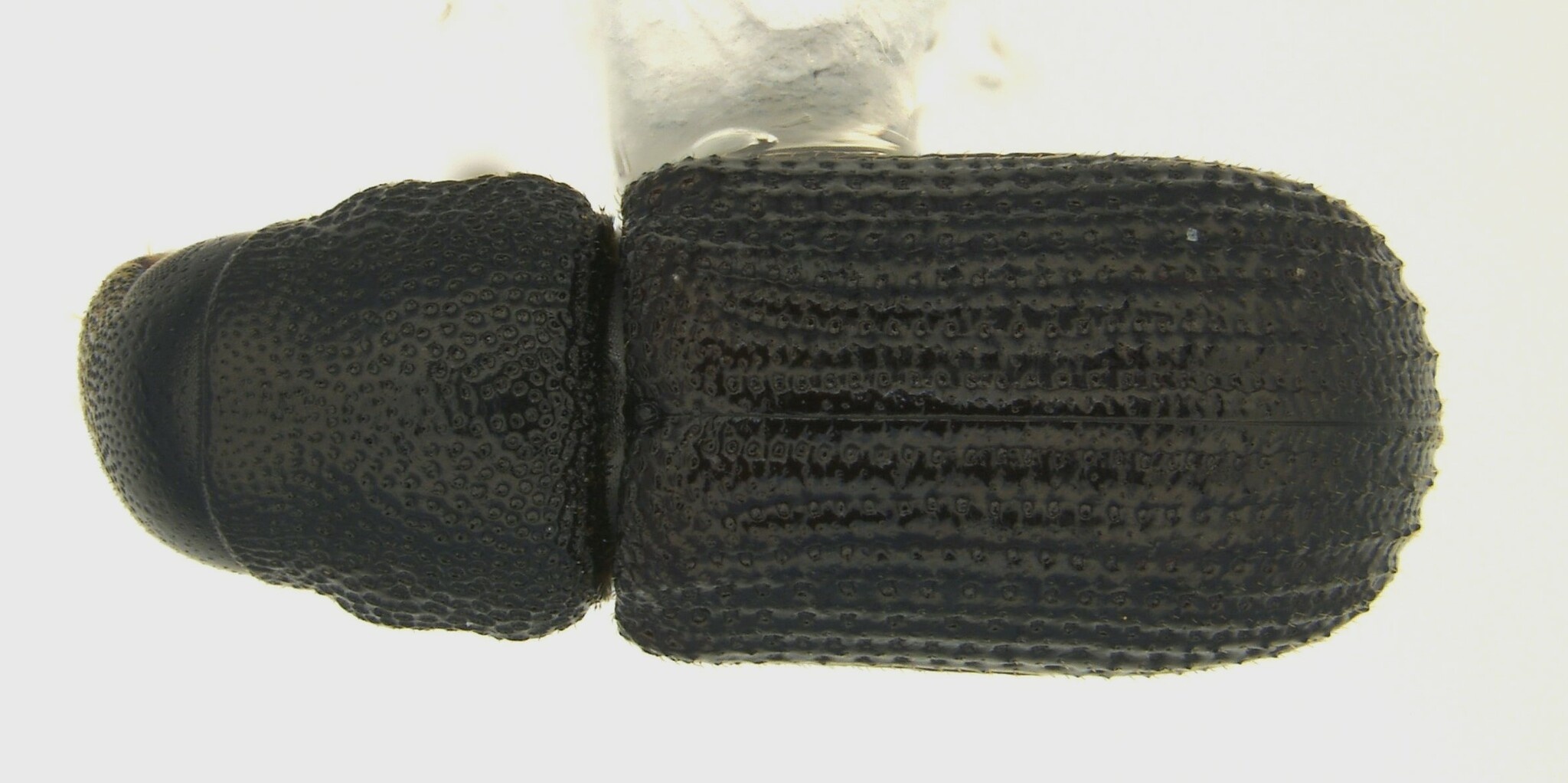 Stenoscelis