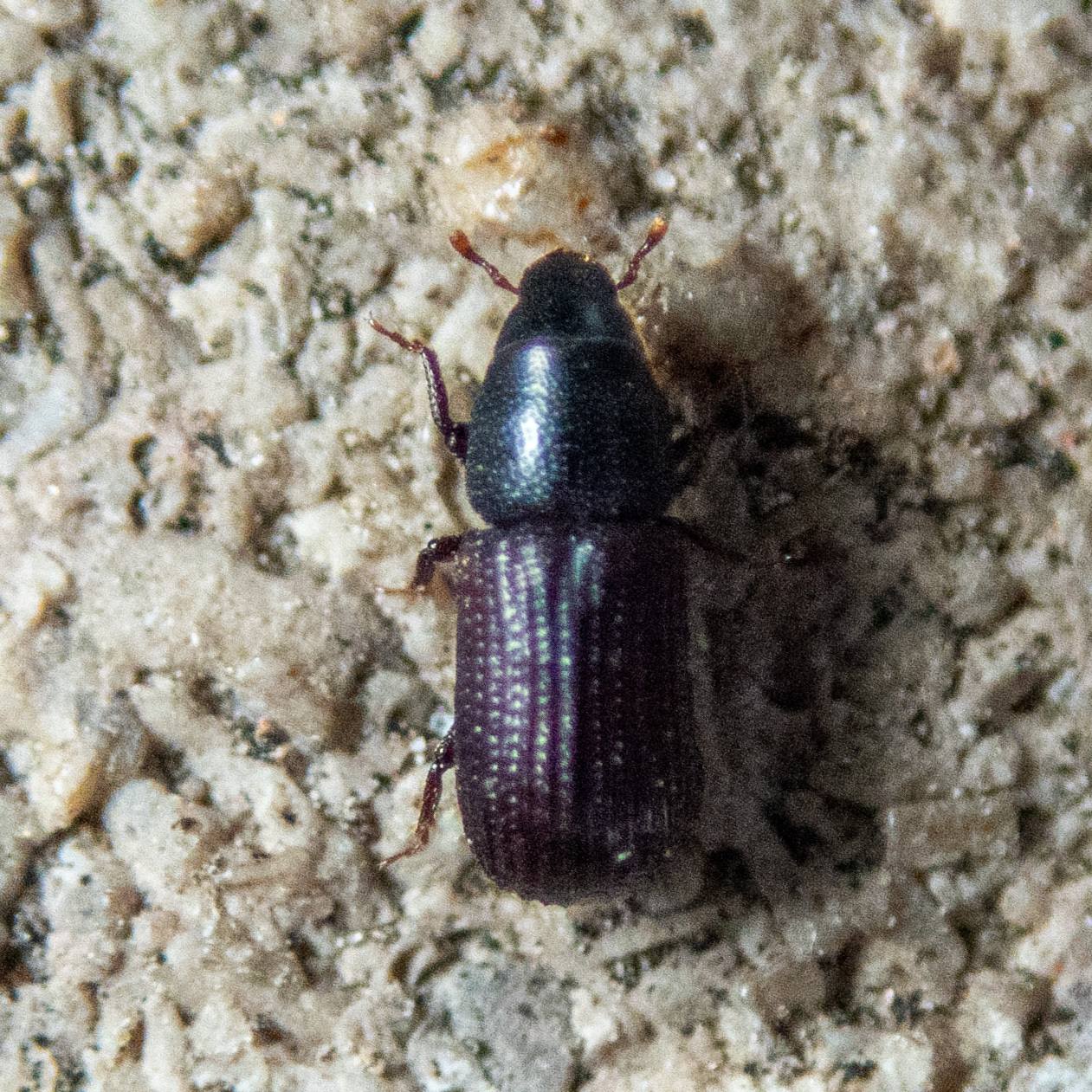 Stenoscelis