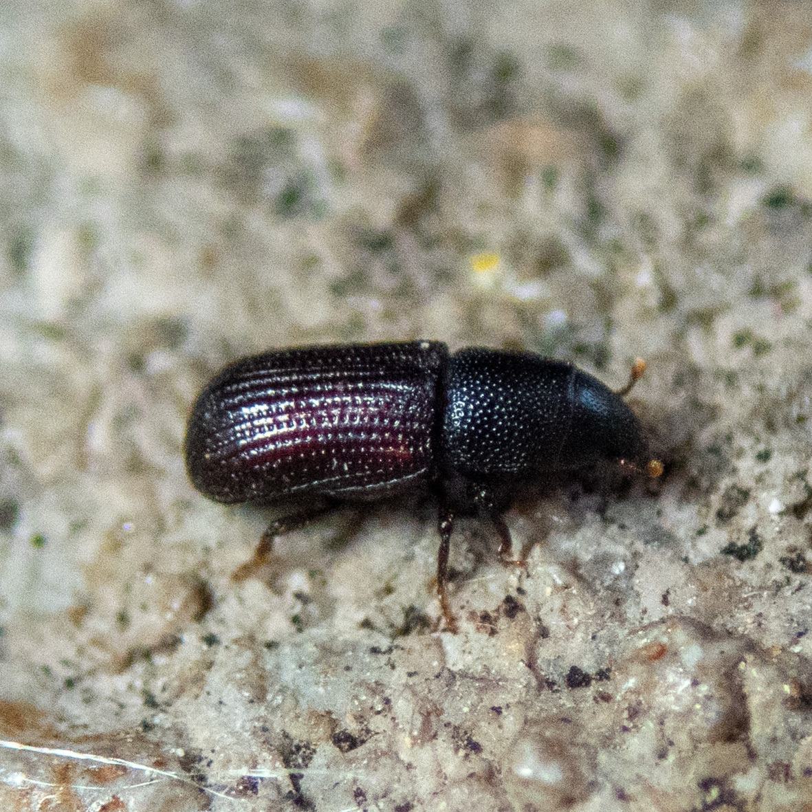 Stenoscelis