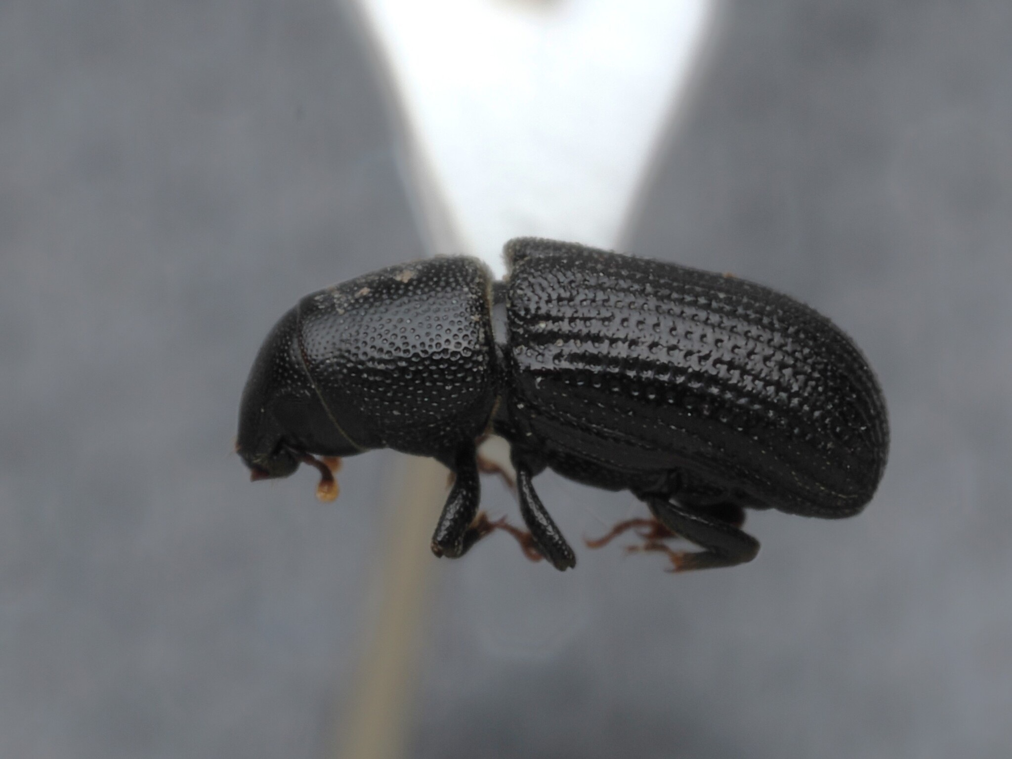 Stenoscelis