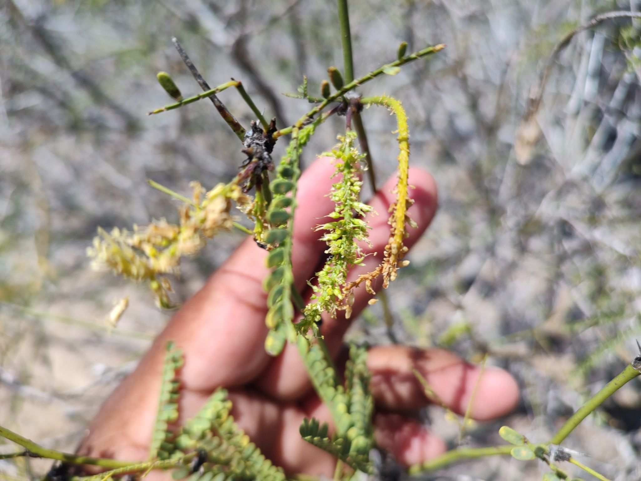 Neltuma articulata