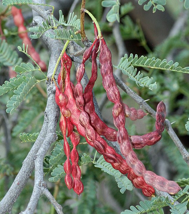 Neltuma articulata