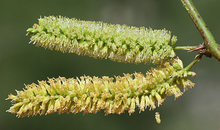 Neltuma articulata