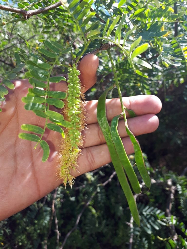 Neltuma articulata