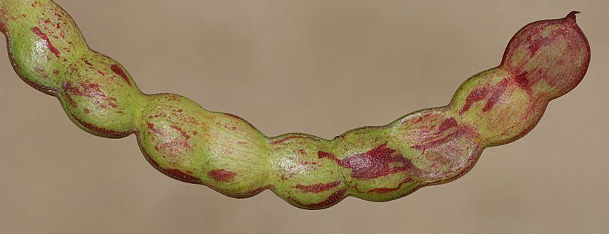 Neltuma articulata