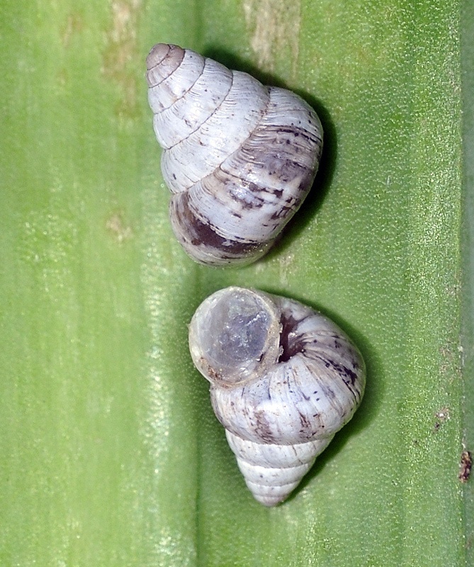 Cochlicella conoidea