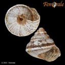 Cochlicella conoidea