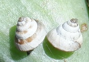 Cochlicella conoidea