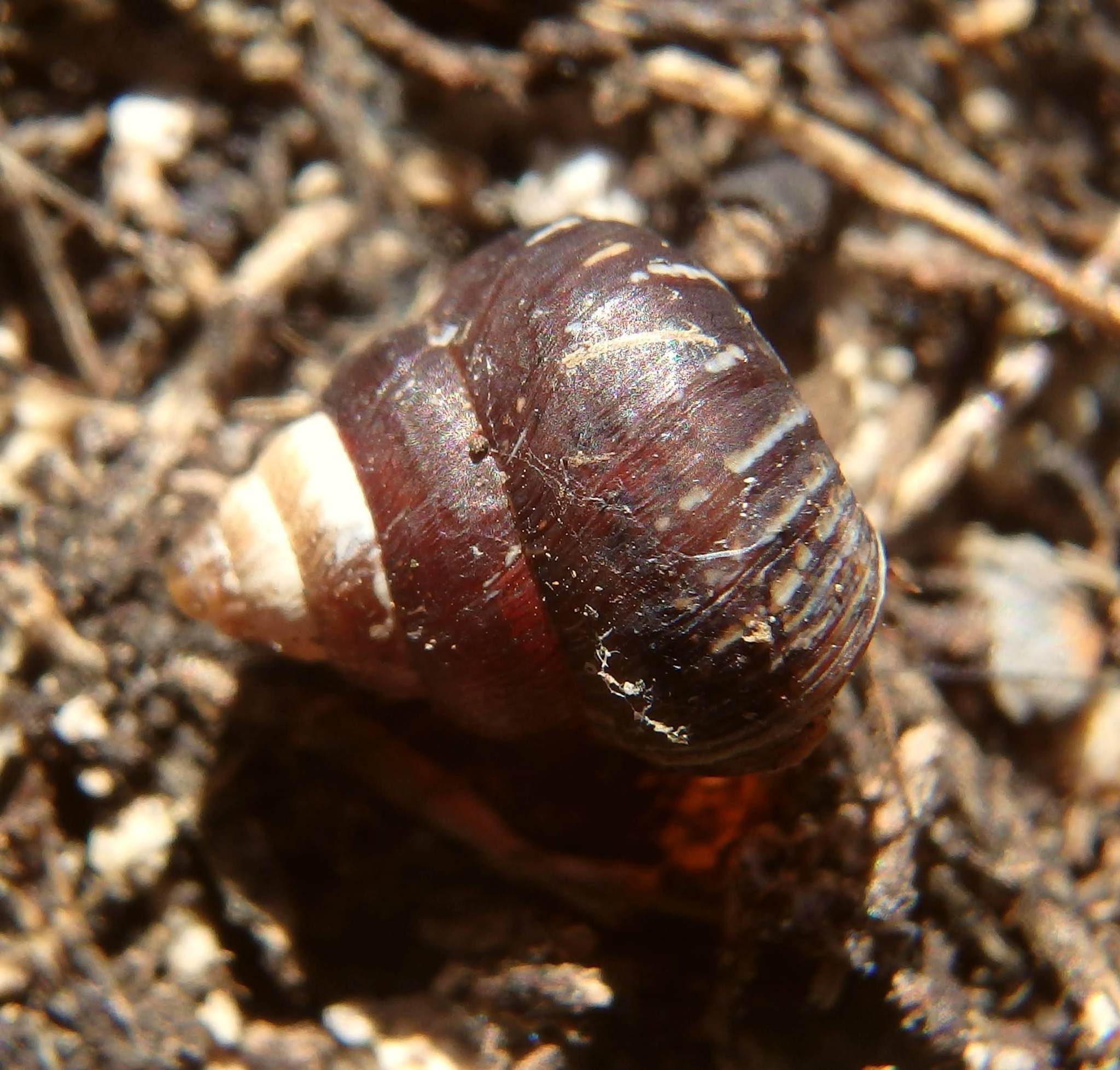 Cochlicella conoidea