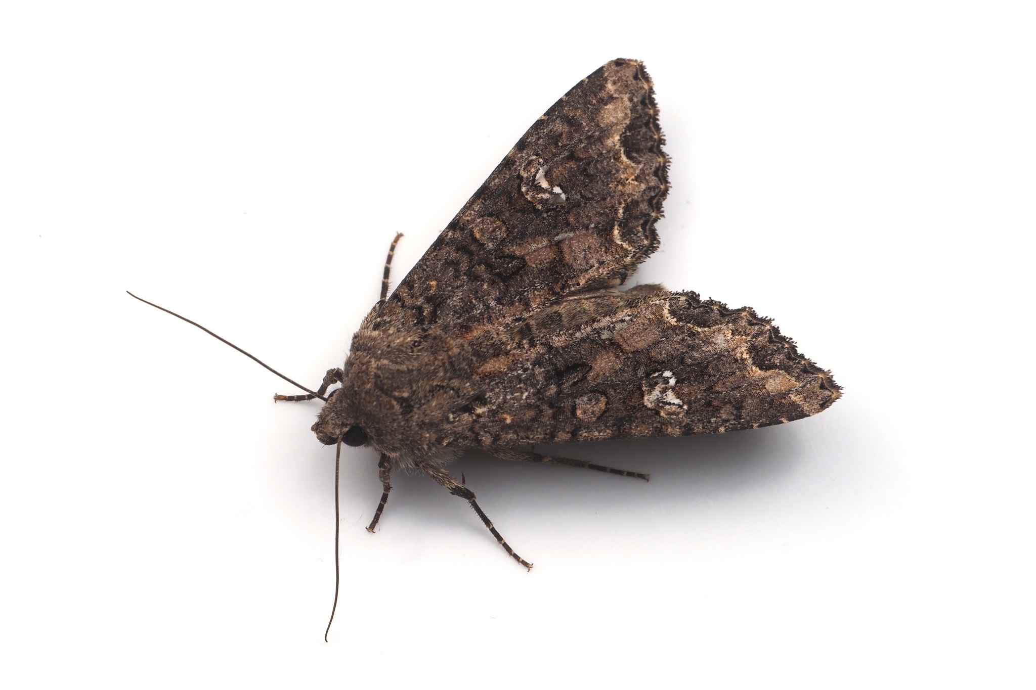 Mamestra brassicae