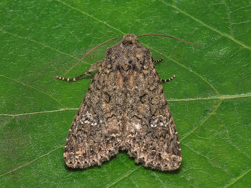 Mamestra brassicae