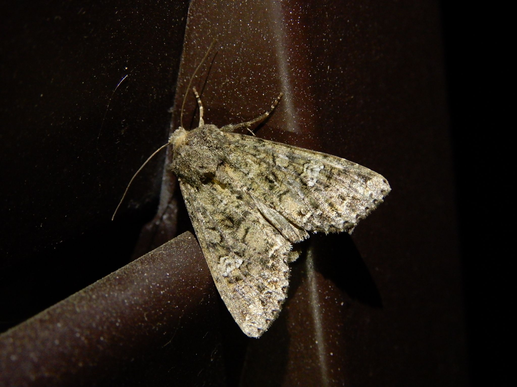 Mamestra brassicae