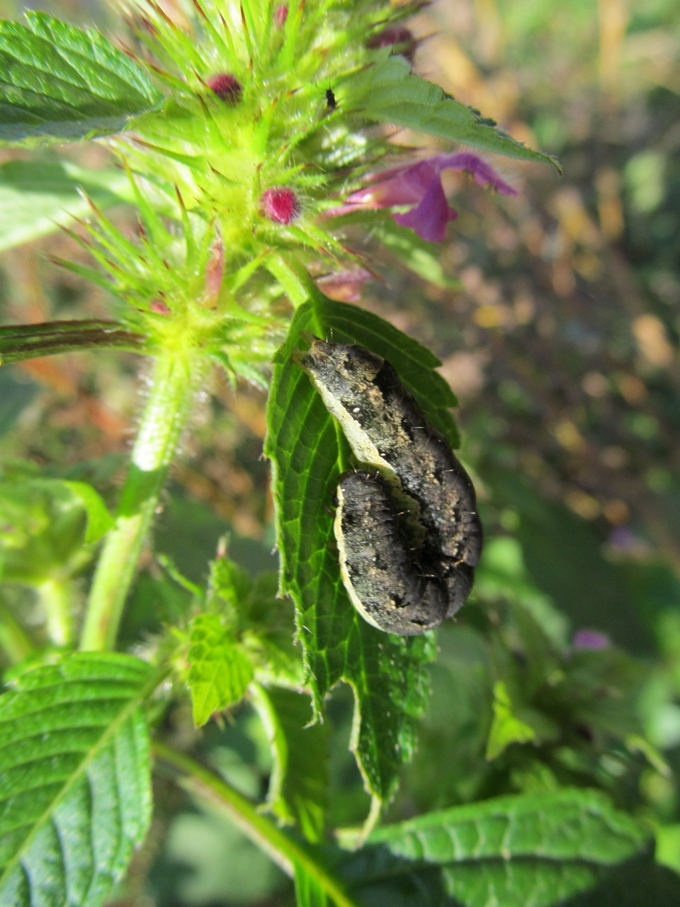 Mamestra brassicae