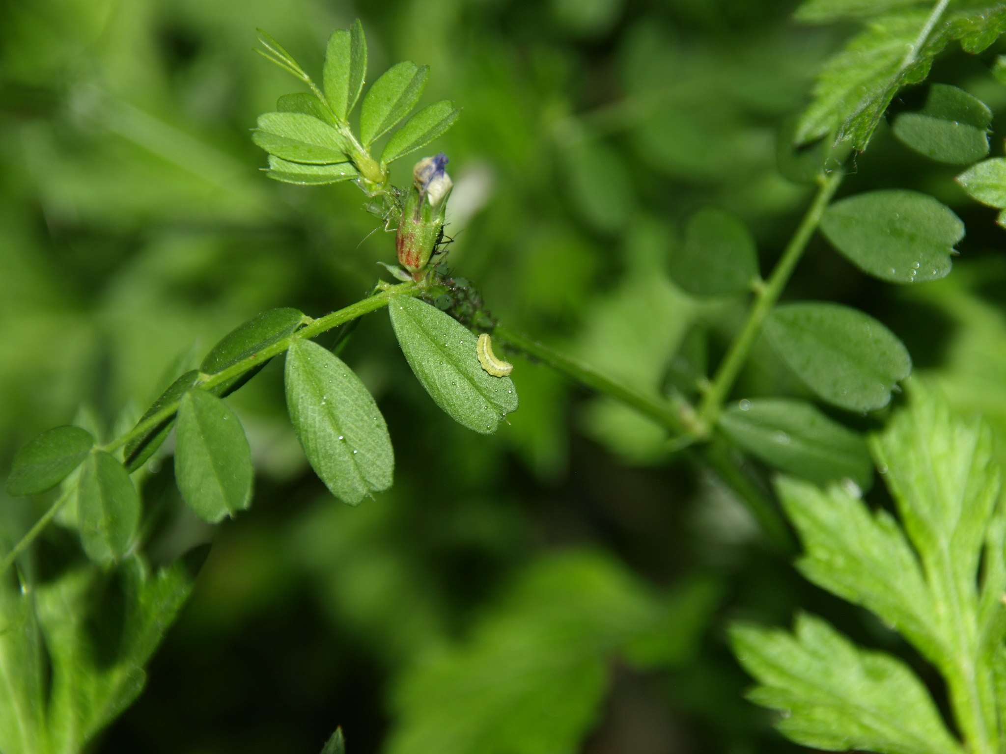 Mamestra brassicae
