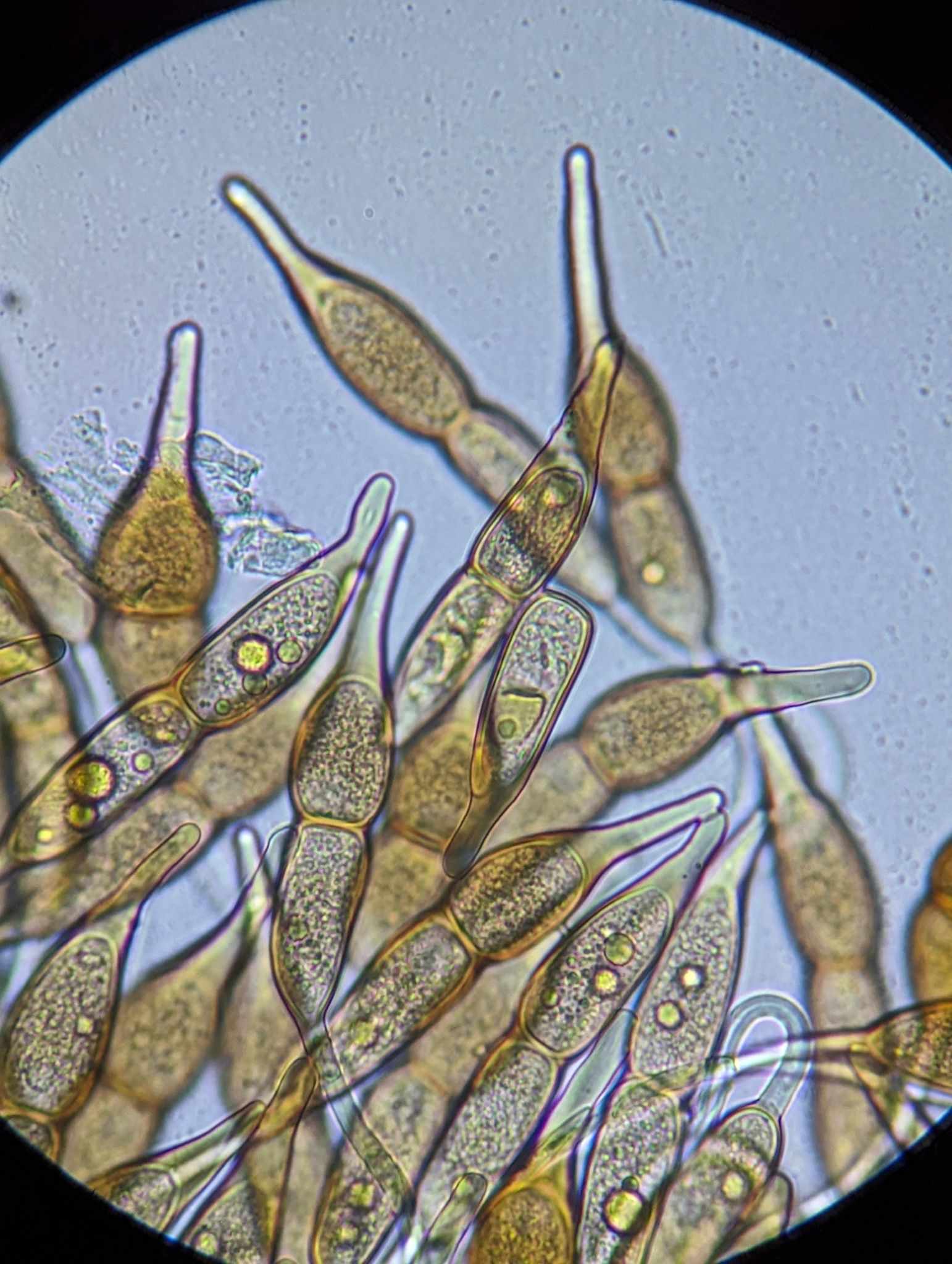 Puccinia longicornis