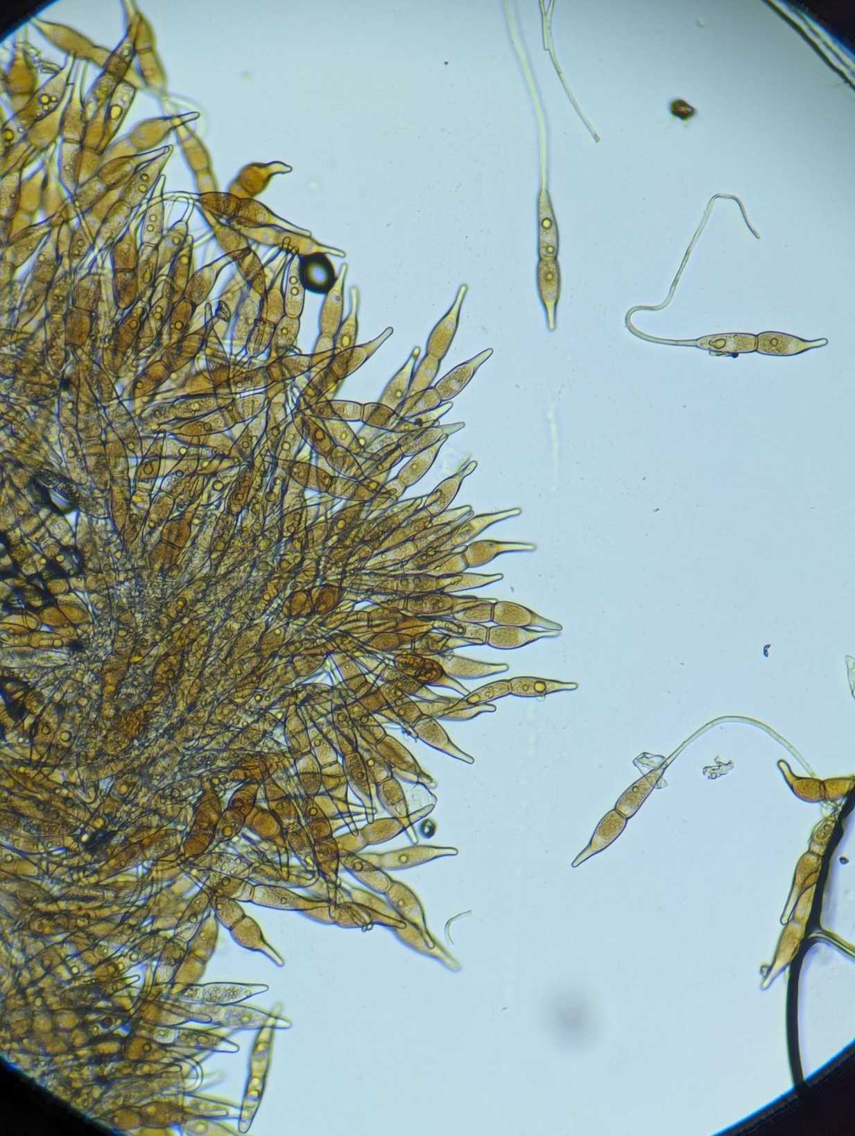 Puccinia longicornis