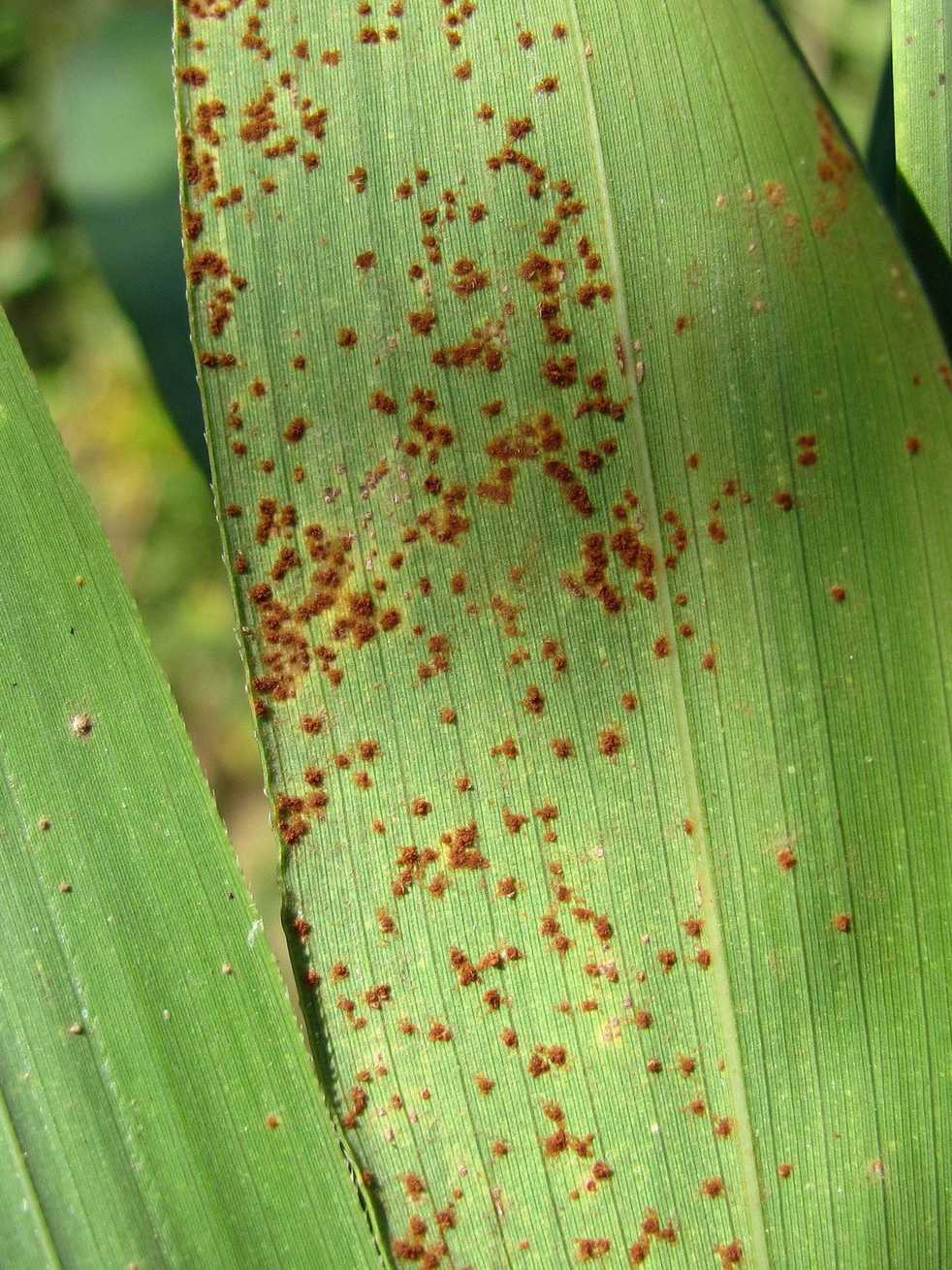 Puccinia longicornis
