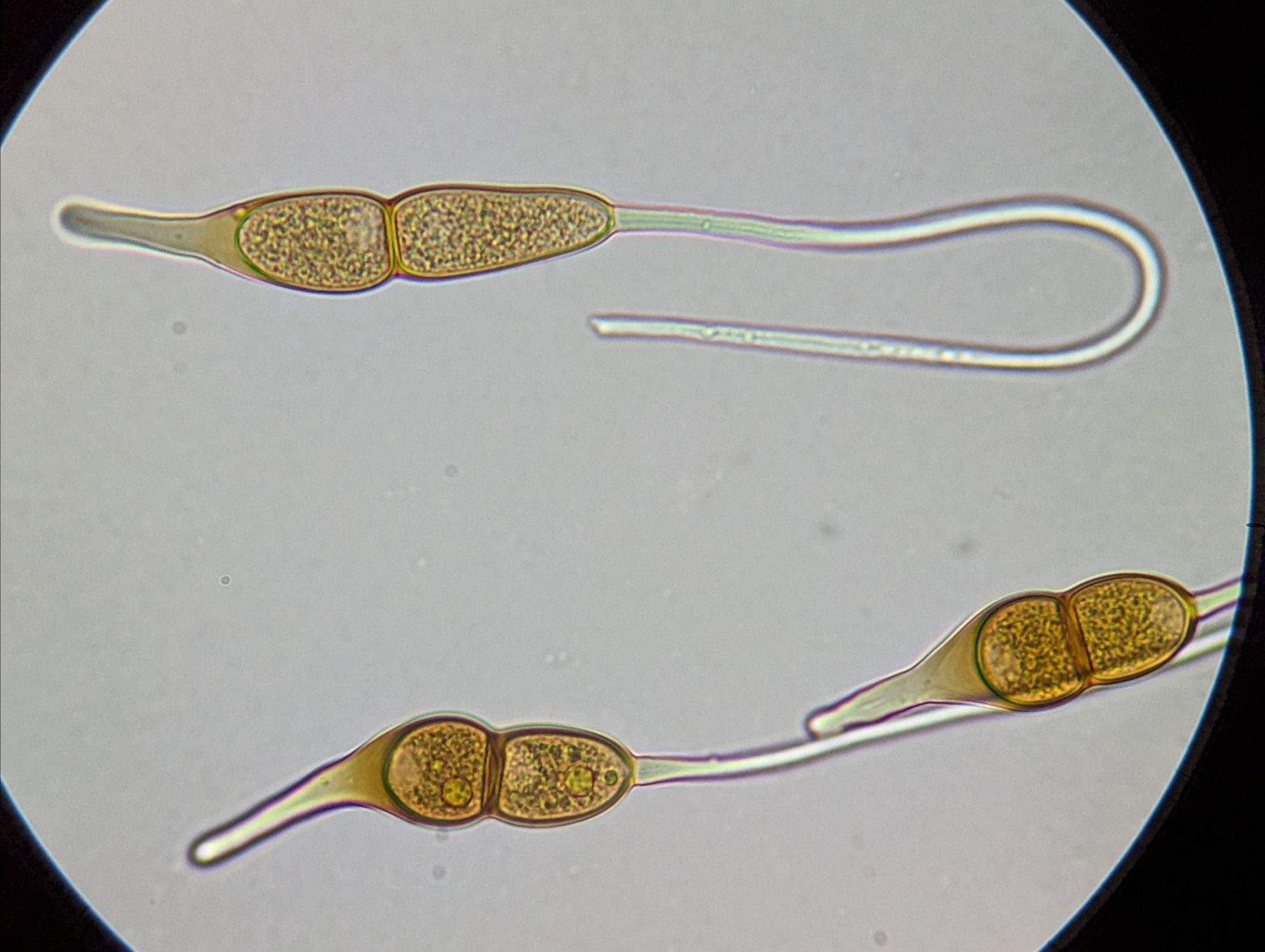 Puccinia longicornis