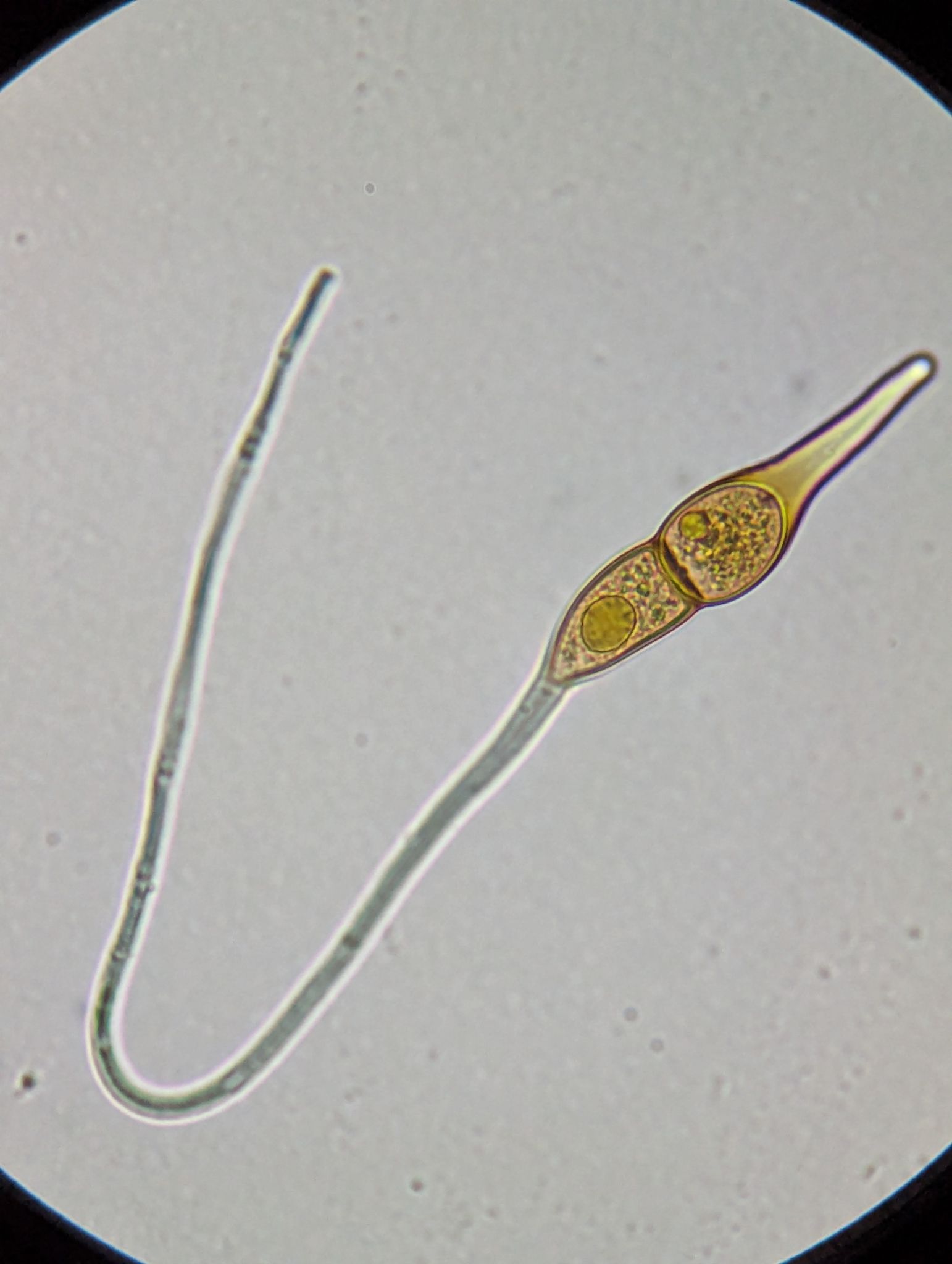 Puccinia longicornis