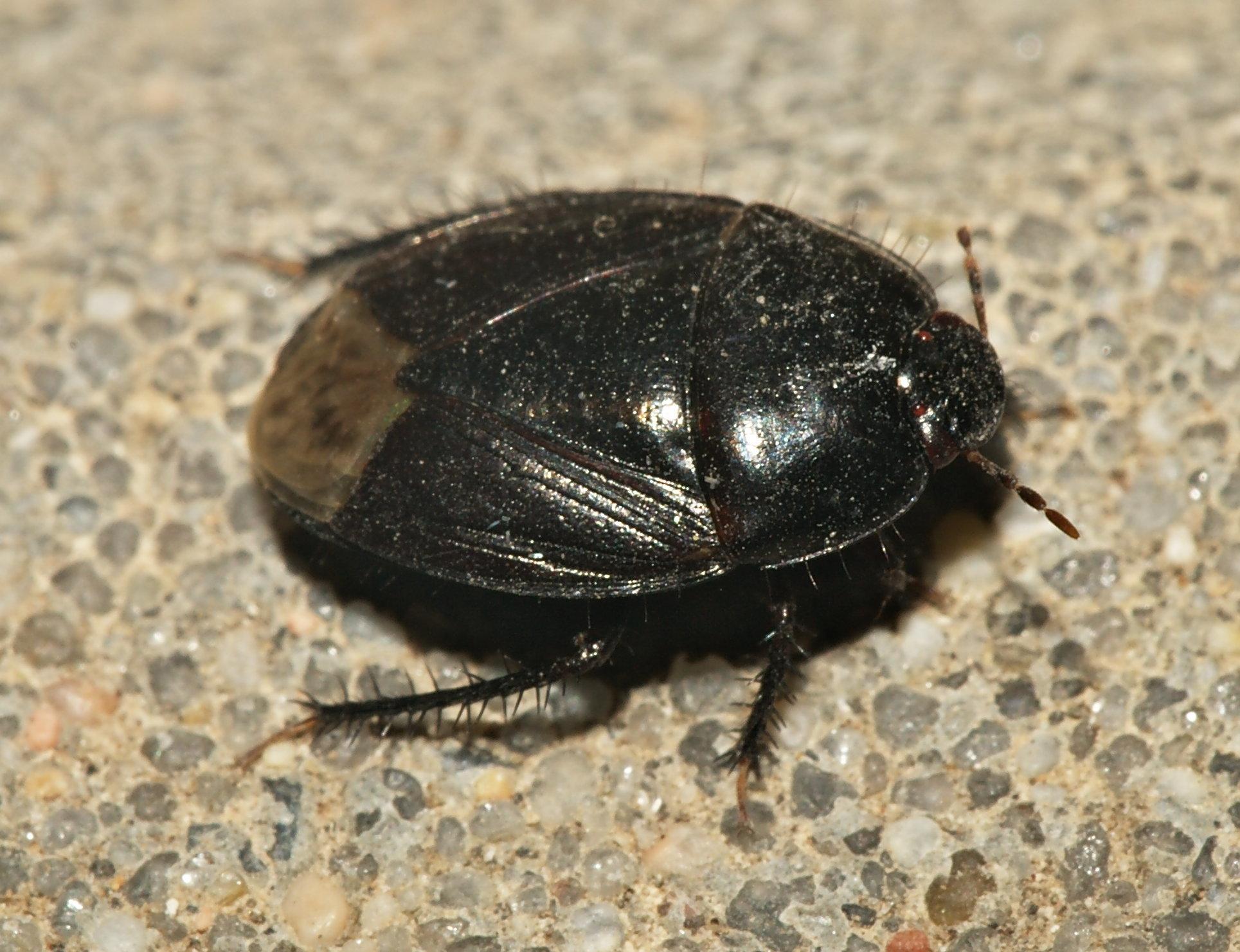 Macroscytus