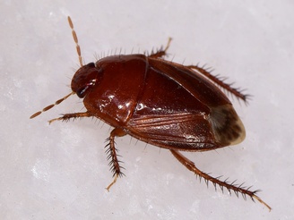 Macroscytus