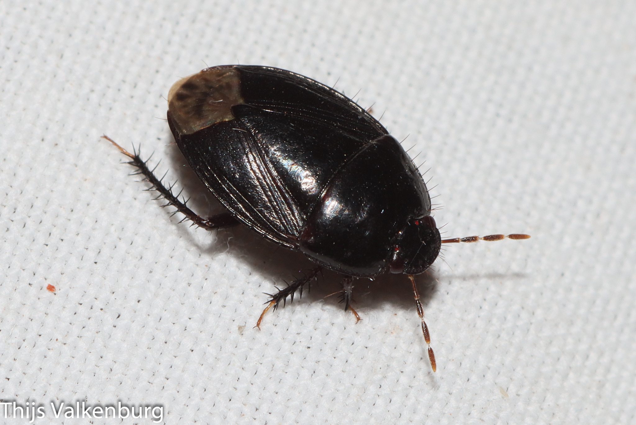 Macroscytus