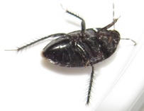 Macroscytus