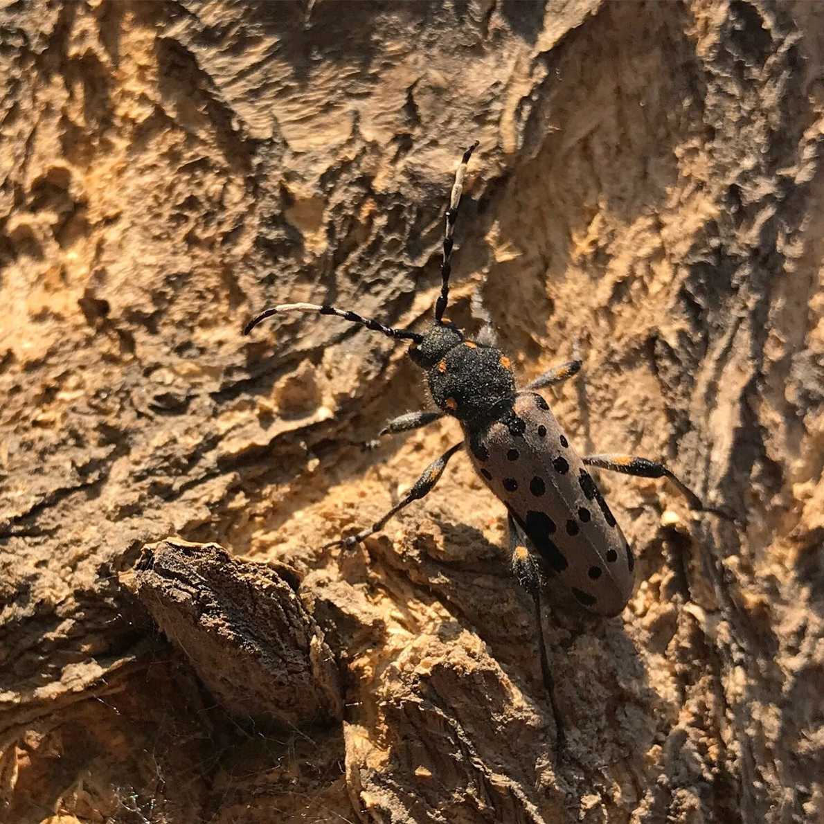 Clytobius davidis