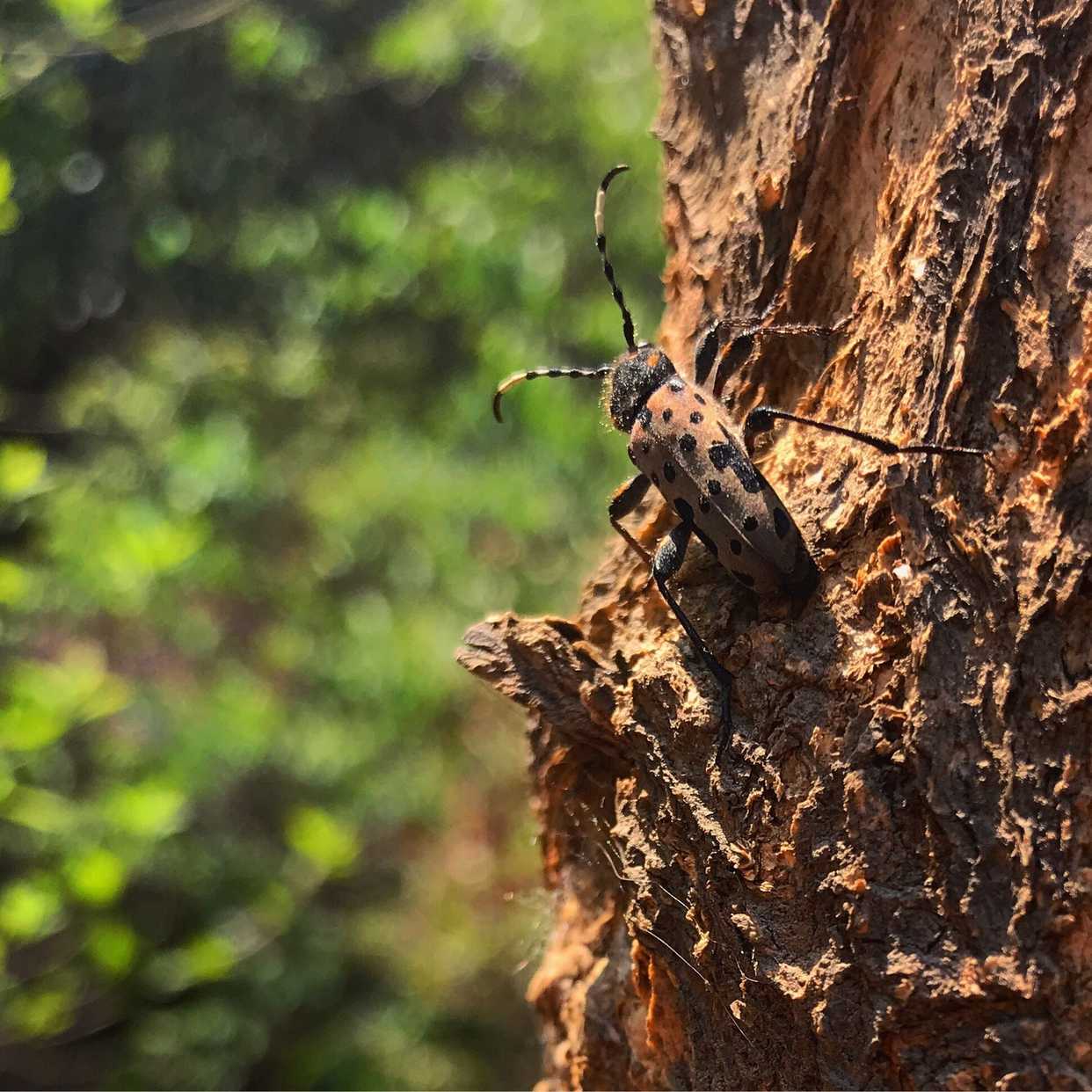 Clytobius davidis