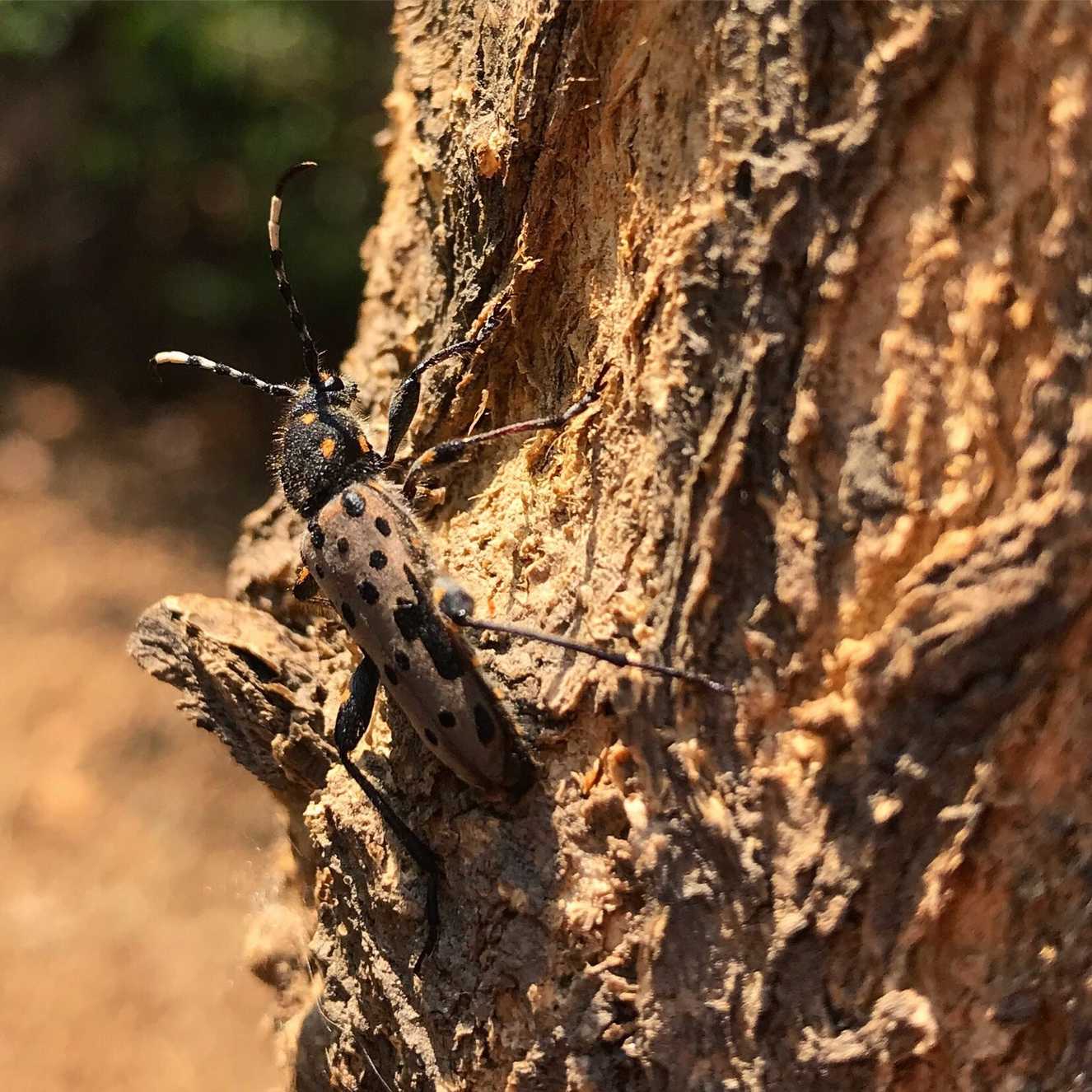 Clytobius davidis