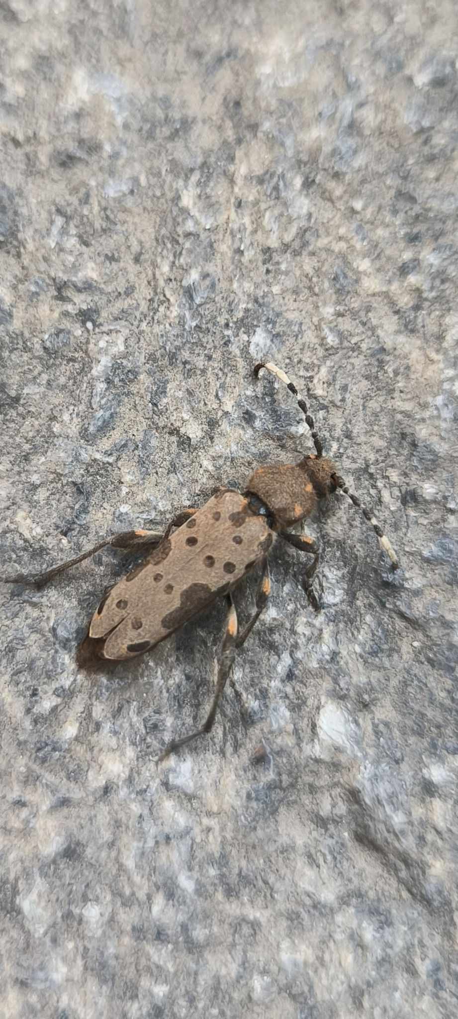 Clytobius davidis