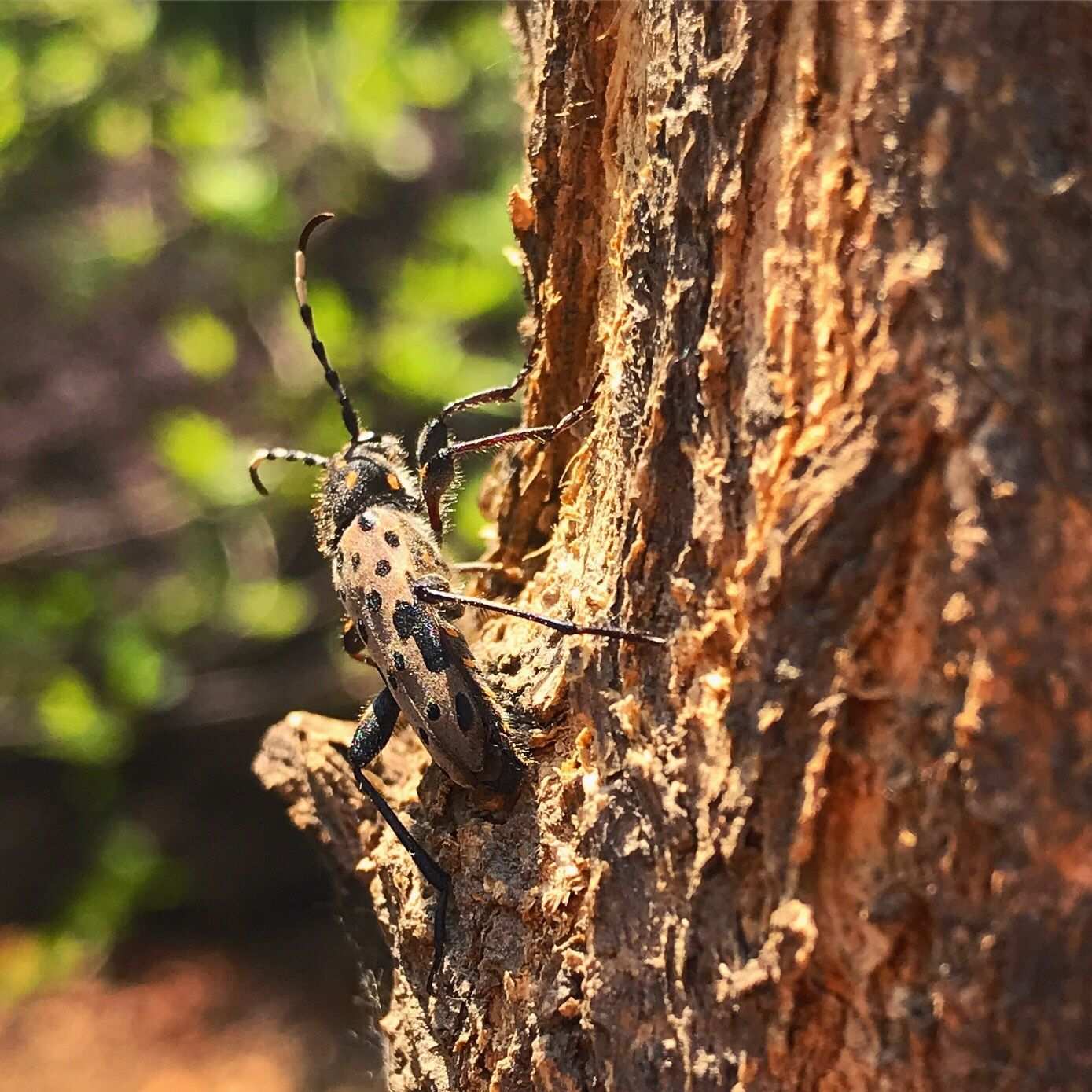Clytobius davidis
