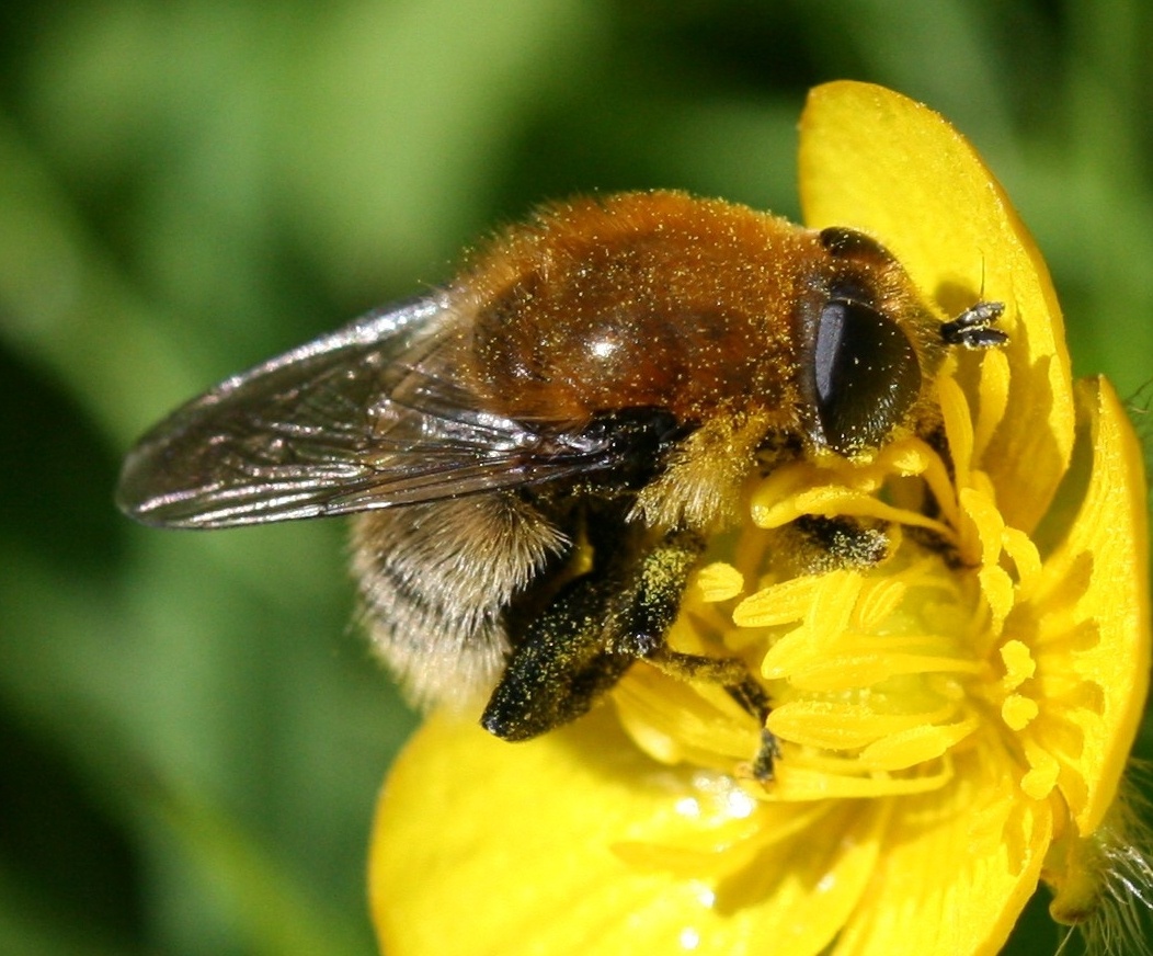 Merodon equestris