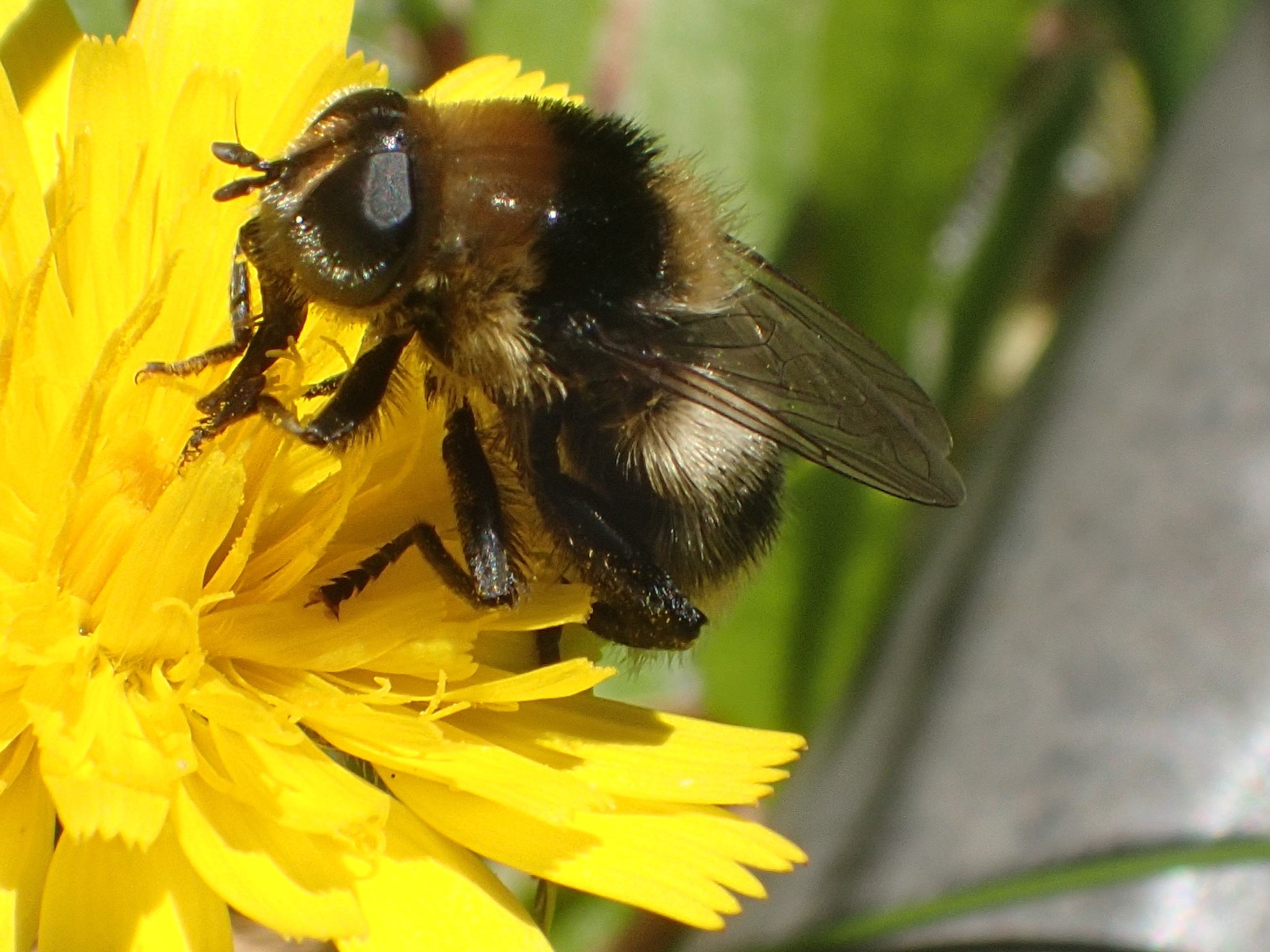 Merodon equestris