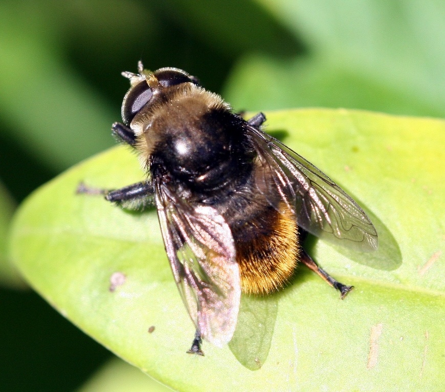 Merodon equestris