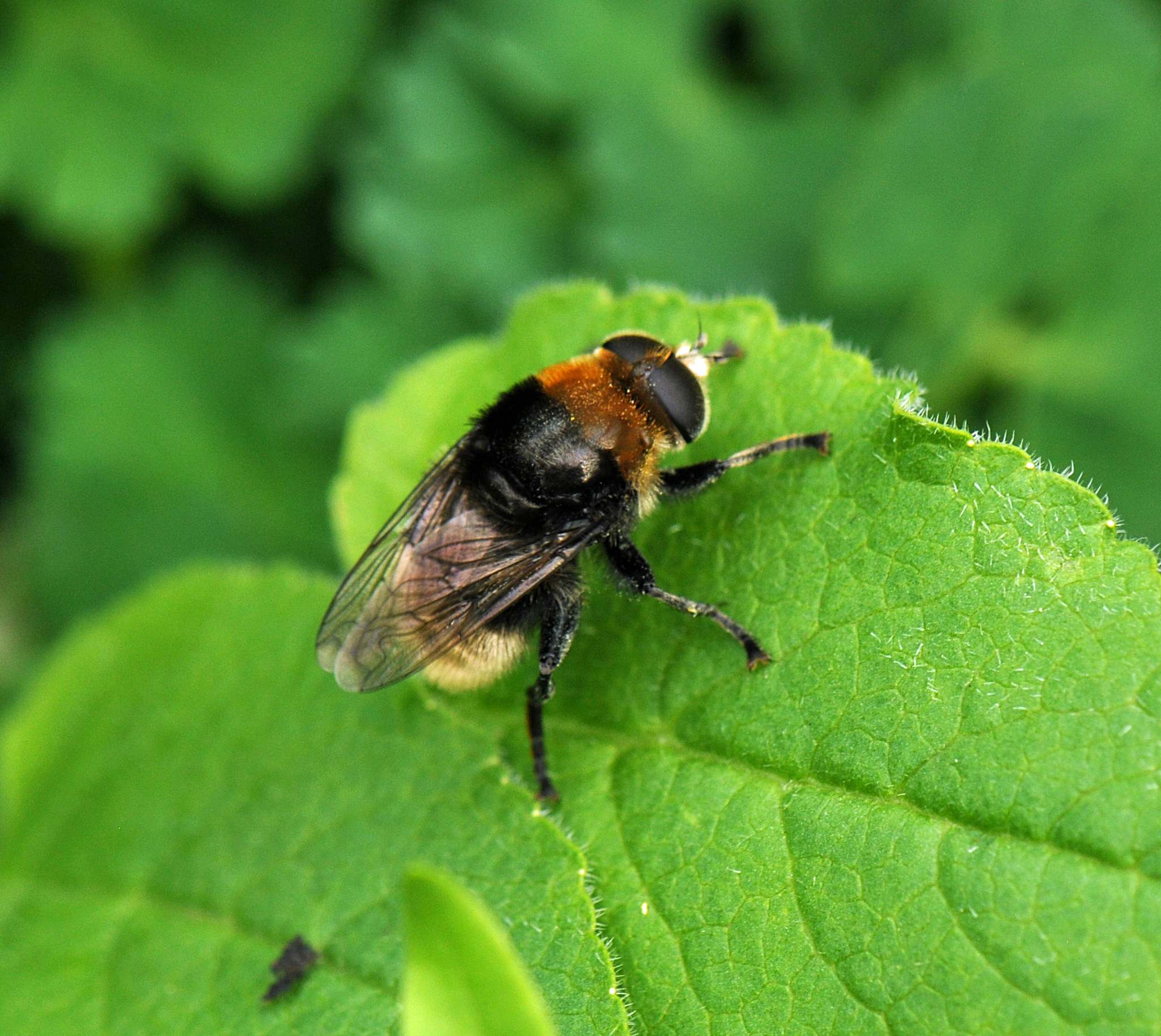 Merodon equestris