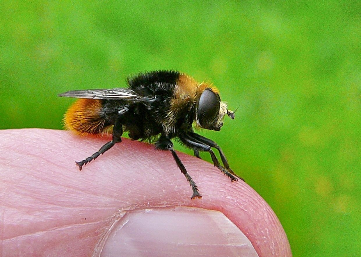 Merodon equestris