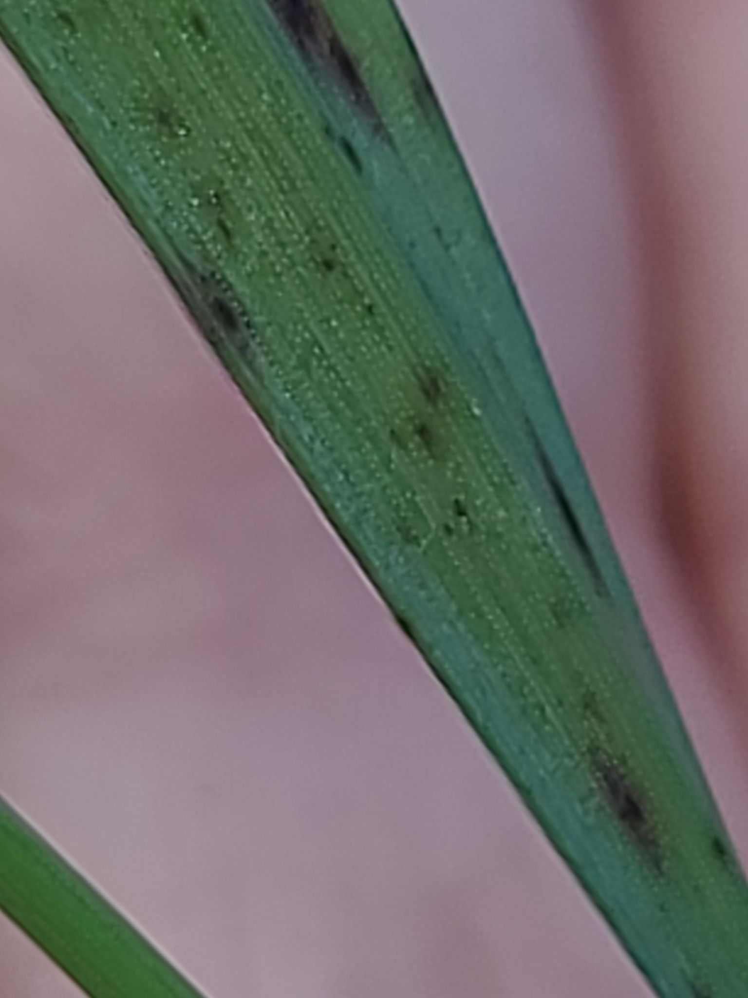 Pyrenophora bromi
