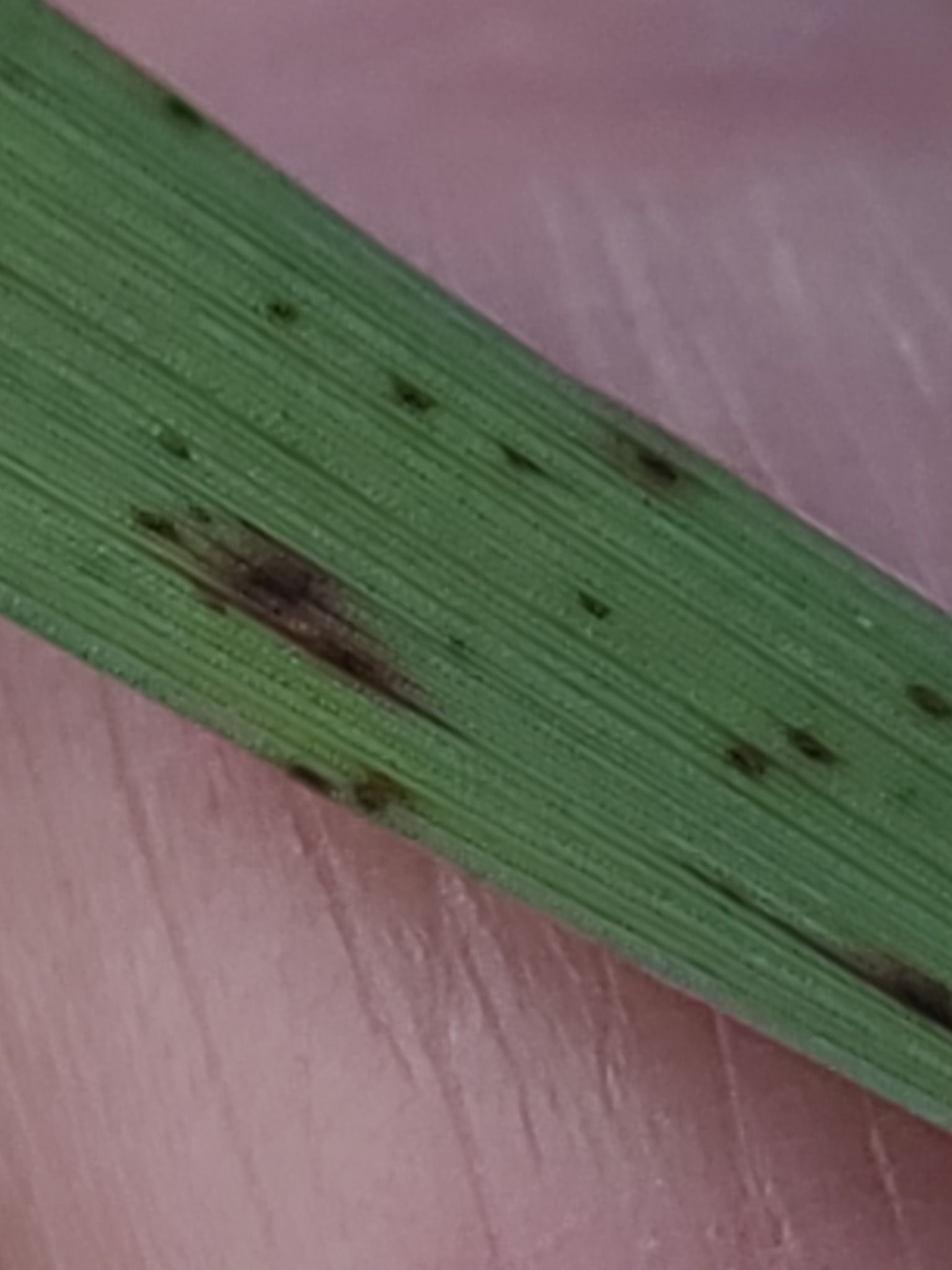 Pyrenophora bromi