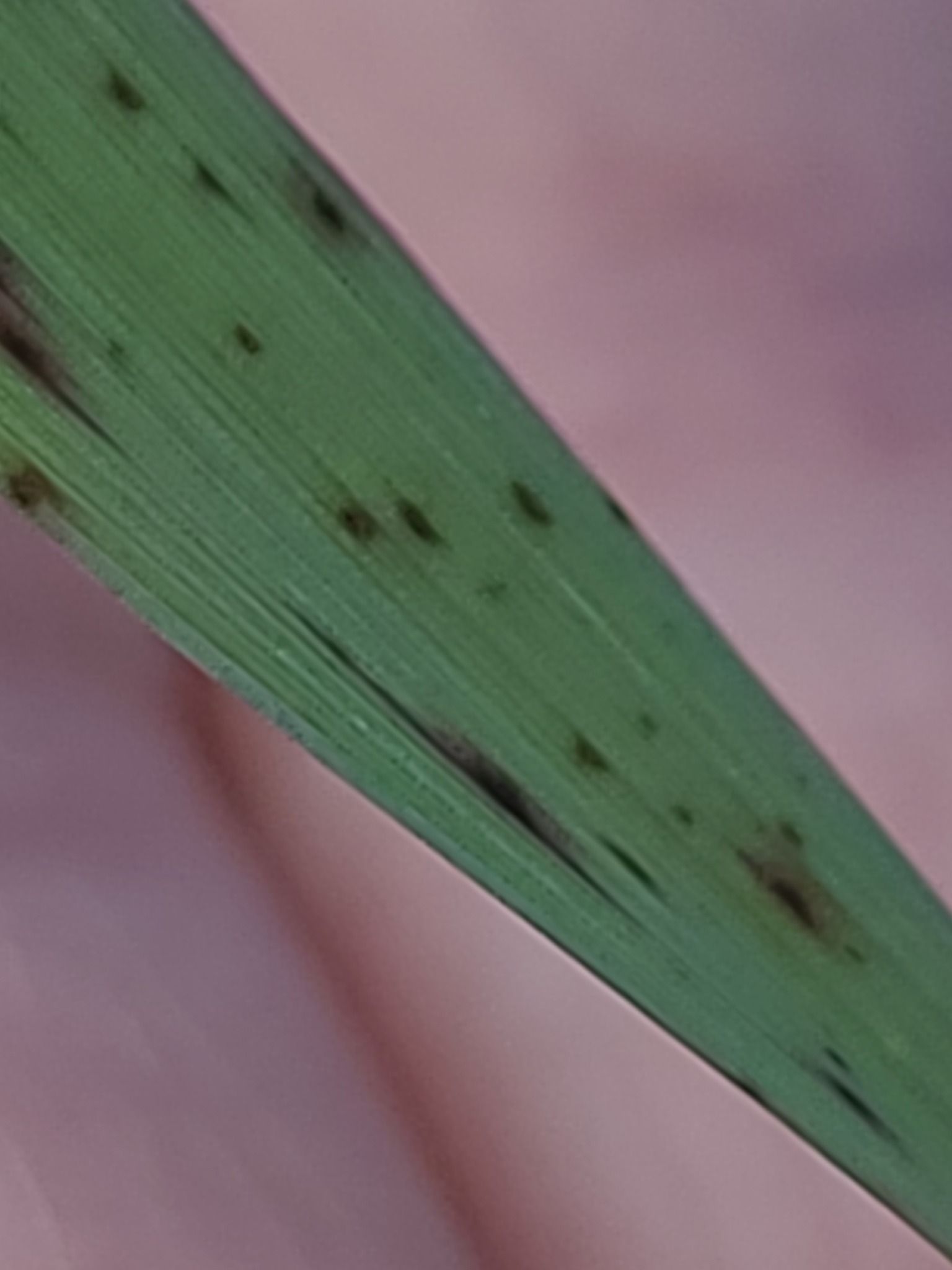Pyrenophora bromi