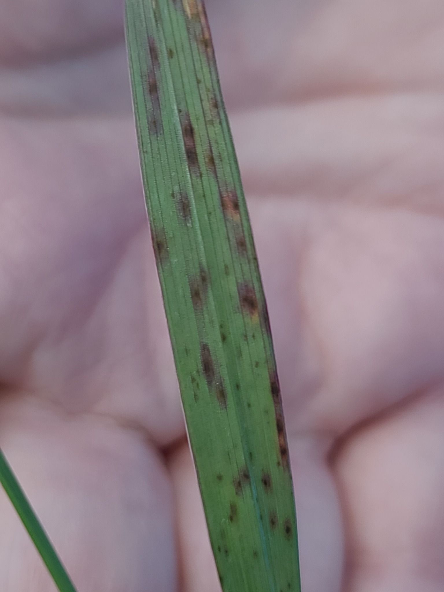 Pyrenophora bromi