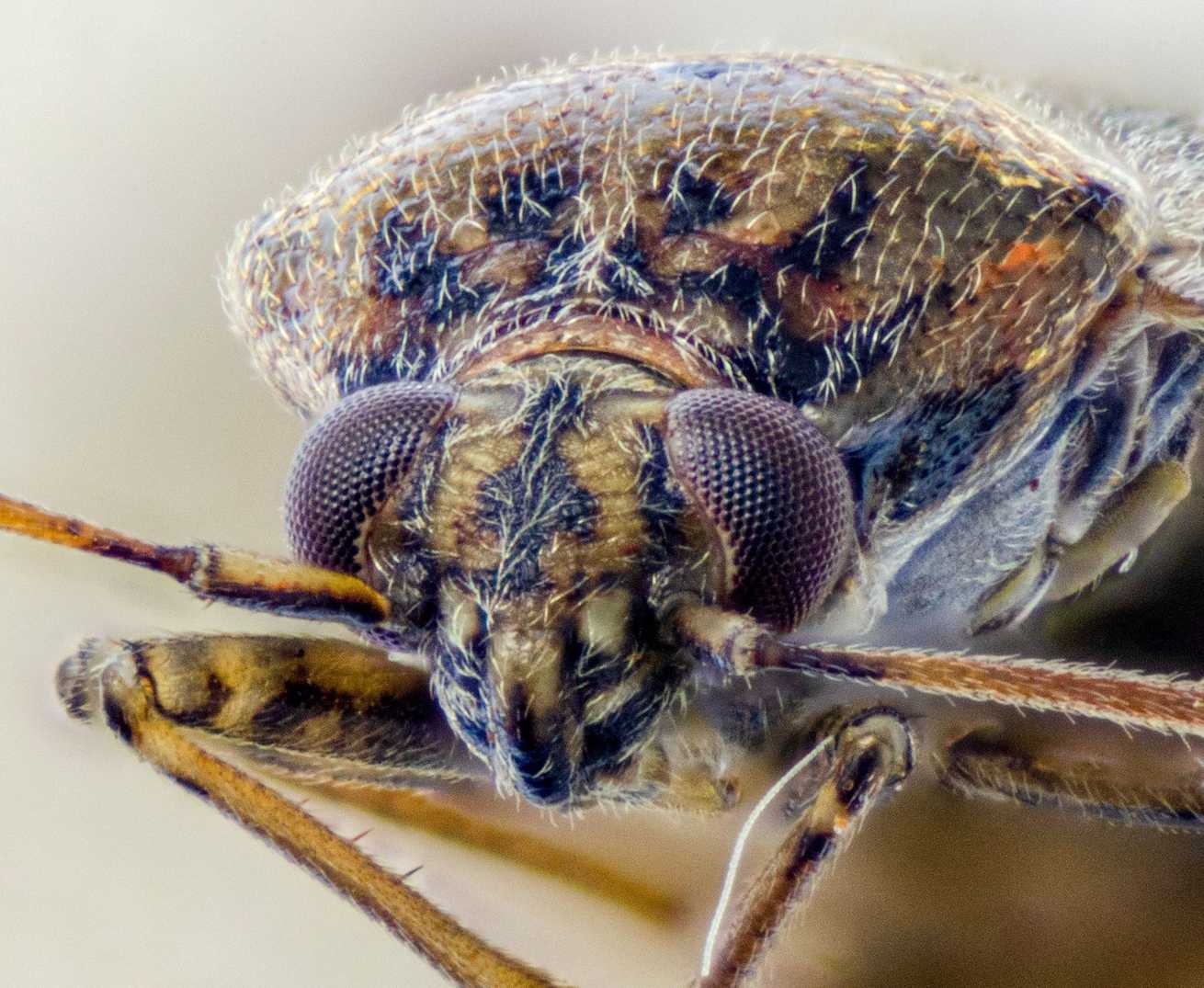 Lygus bradleyi